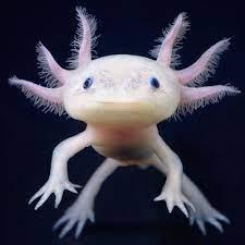 AXSOLOTL